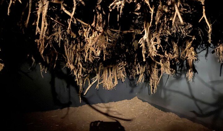 Rhizopolis Joanna Rajkowska