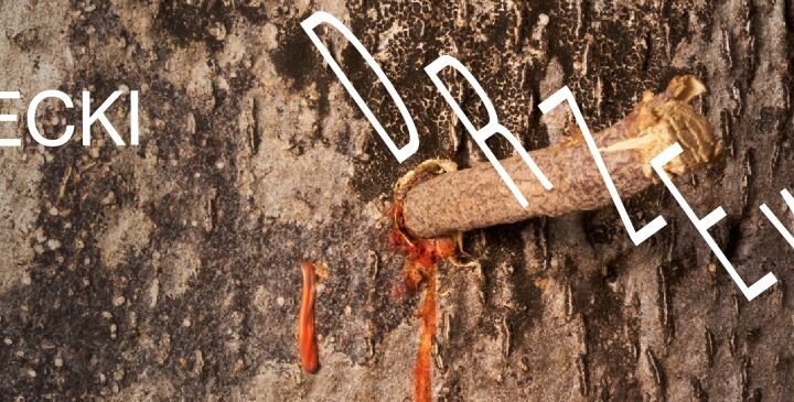 Igor Omulecki. Drzewo