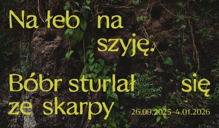 Na łeb na szyję. Bóbr sturlał się ze skarpy